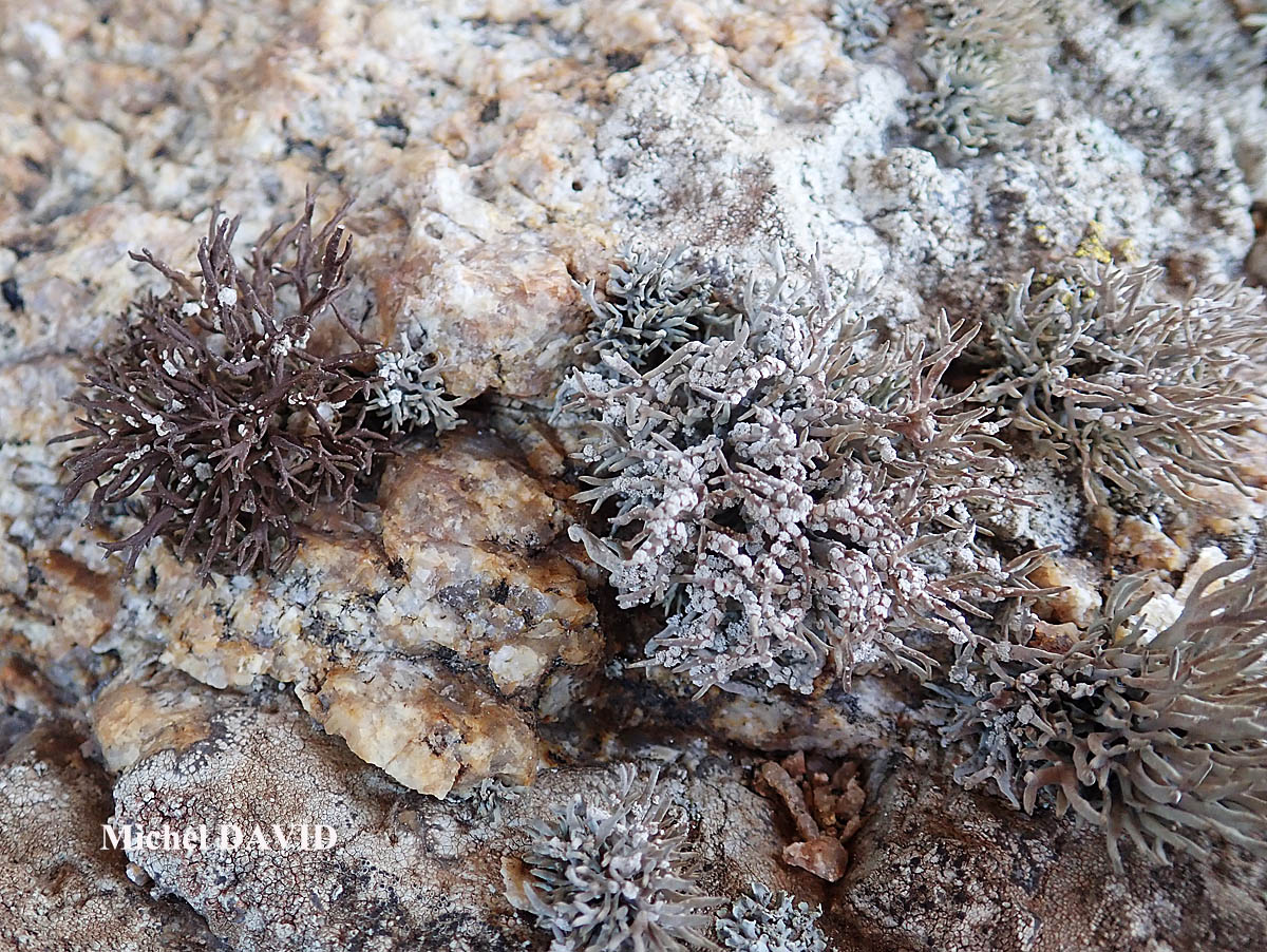 Roccella tinctoria DC Taxon Méditerranée-Corse